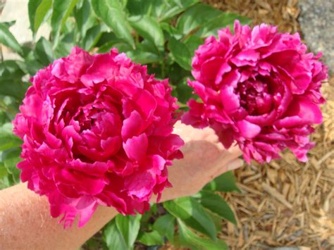 The Enchanting Fragrance of Cerise Magical Peony